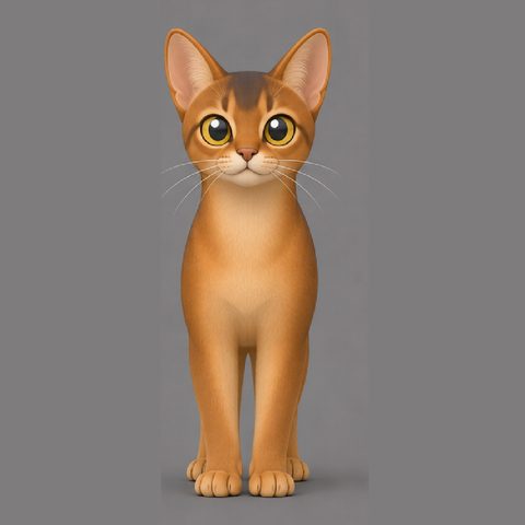 Cleo the Abyssinian